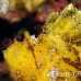 scorpionfish_leaf_db_h_0705_png2158.jpg